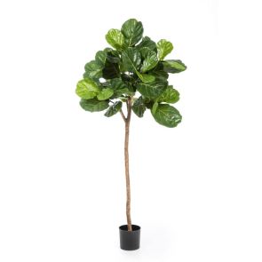 Ficus Lyrata bolvorm Groen, 170 cm