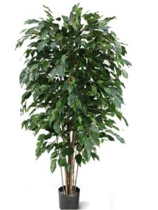 Ficus Exotica de luxe, H: 150cm