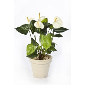 Anthurium wit/creme, H: 56cm (Exclusief pot)