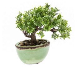 Ficus mini Bonsai in groene pot, H: 19 cm