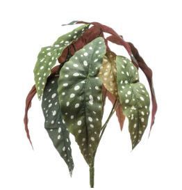 Begonia Polkadot, H: 33cm