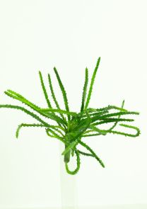 Euphorbia steker