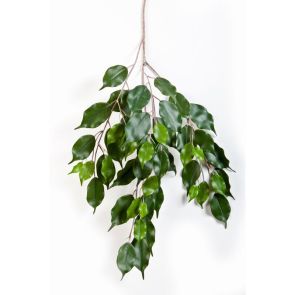 Ficus Exotica - Vlamvertragend behandeld
