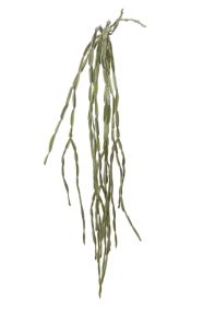 Cactus hanger groen, L: 80cm