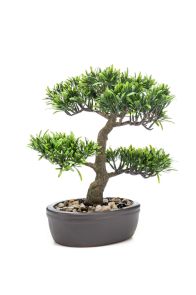 Podocarpus Bonsai inclusief pot, H: 32cm