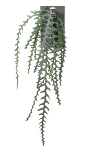 Cactus Epiphyllum hanger, H: 90cm
