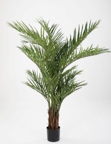 Areca Palm, H: 170 cm