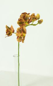 Orchidee Bruin