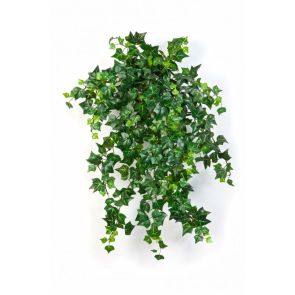 Mini english ivy, L: 50cm