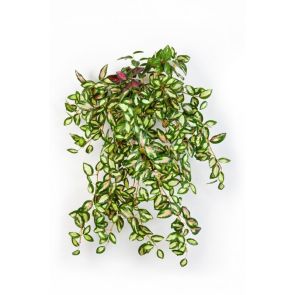 Hoya bush Groen, L: 50cm