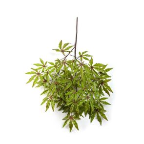 Japanese Maple Groen / Rood, L: 63cm