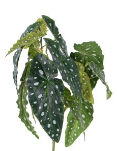 Begonia Maculata, H: 38cm