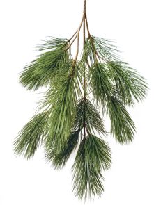 Bonsai Pinus, H: 90 cm