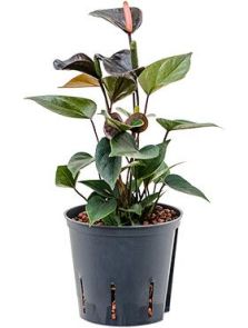 Anthurium andraeanum ‘Black‘, Bush Zwart, H: 35cm, B: 15cm, potmaat: 13/12cm
