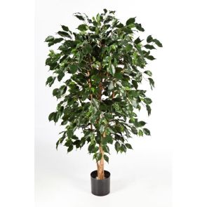 Ficus nitida exotica, H: 180cm