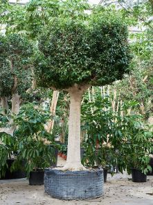 Ficus microcarpa ‘Nitida‘, Stam, H: 425cm, B: 240cm, potmaat: 130cm