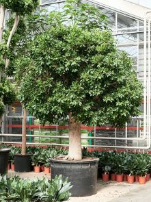 Ficus microcarpa ‘Nitida‘, Stam, H: 375cm, B: 275cm, potmaat: 122cm