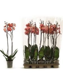 Phalaenopsis ‘October Forest‘ 10/tray, 2-Tak 18+ Oranje, H: 75cm, B: 25cm, potmaat: 12cm