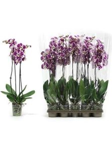 Phalaenopsis ‘Veronika‘ 10/tray, 2-Tak 18+ Paars gevlekt, H: 75cm, B: 25cm, potmaat: 12cm