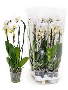 Phalaenopsis ‘Tsarine‘ 4/tray, 2-Tak cascade Wit, H: 75cm, B: 20cm, potmaat: 15cm
