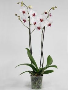 Phalaenopsis ‘Red Lip‘ 10/tray, 2-Tak 18+ Wit-rood, H: 65cm, B: 20cm, potmaat: 12cm