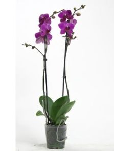 Phalaenopsis ‘Judy Diamond‘ 10/tray, H: 70cm, B: 25cm, potmaat: 12cm
