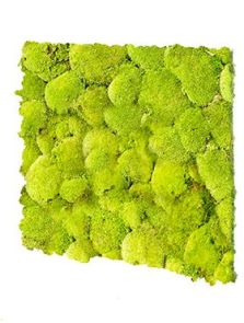 BioMontage, Acoustic Moss Panel 100% Pillowmoss, L: 58,5cm, H: 5cm, B: 58,5cm