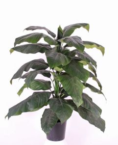 Spathiphyllum steker, H: 105 cm (excl. Pot)