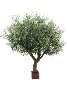 Olive tree, Vertakt, H: 210cm