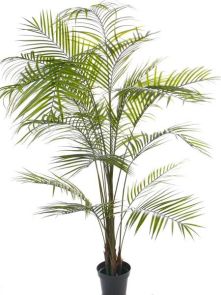 Areca palm H: 195cm Diam: 110 UV