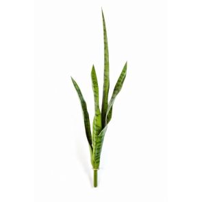 Sansevieria Groen, H: 81cm