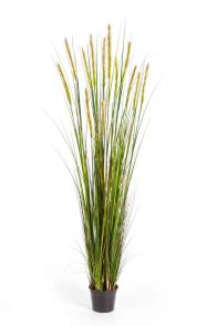 Gras Foxtail Groene Pluim, H: 180cm