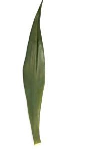Agave blad, H: 160cm
