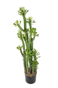 Euphorbia Roylena Cactus, H: 118cm