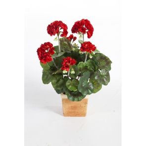 Geranium rood, H: 33cm