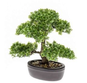 Ficus mini bonsai, H: 32 cm