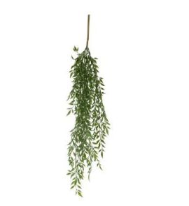 Podocarpus hanger, H: 70cm