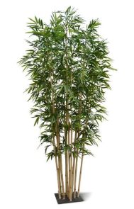 Bamboe de Luxe, H: 400cm