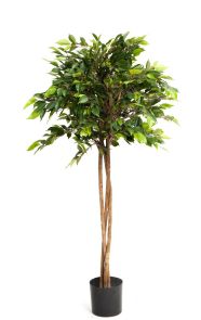 Ficus Natasja Parasol Groen x 150