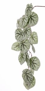 Begonia Rex hanger groen, H: 111 cm