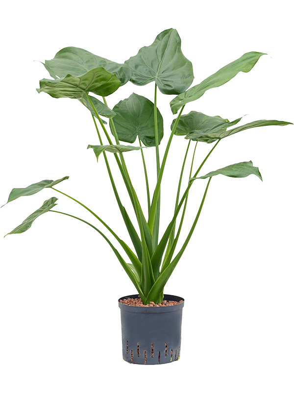 alocasia cucullata bush h 90cm b 80cm potmaat 2219cm