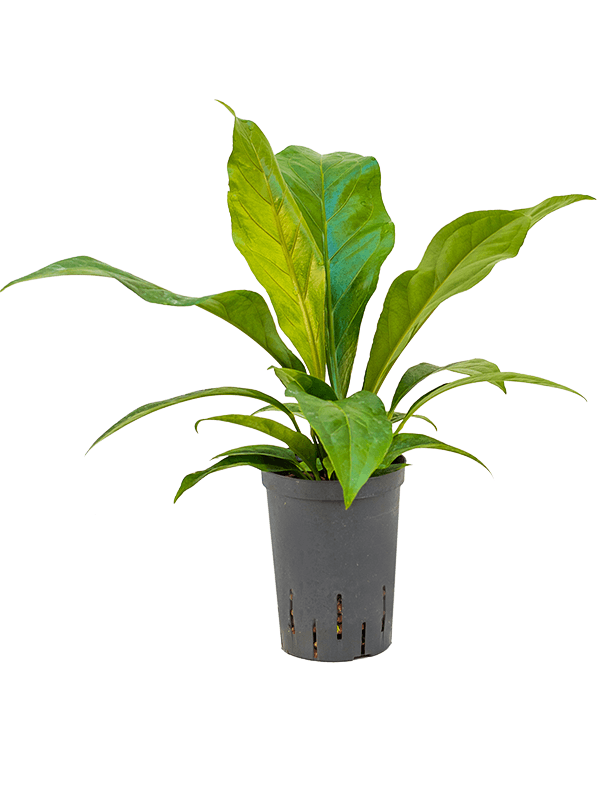 anthurium ellipticum jungle bush bush h 40cm b 35cm potmaat 1519cm