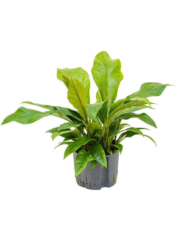 anthurium ellipticum jungle bush bush h 65cm b 60cm potmaat 2519cm