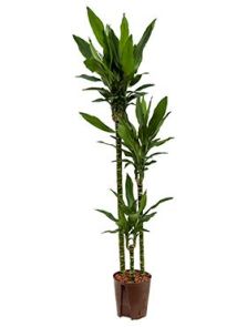 Dracaena fragrans ‘Janet Lind‘, 90-60-30, H: 135cm, B: 35cm, potmaat: 18/19cm
