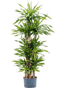 Dracaena fragrans ‘Riki‘, 120-Carrousel, H: 180cm, B: 55cm, potmaat: 28/19cm