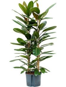 Ficus americana ‘Tresor‘, 4pp, H: 120cm, B: 50cm, potmaat: 25/19cm