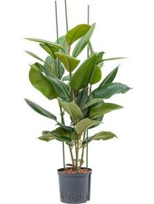Ficus elastica ‘Robusta‘, 3pp, H: 100cm, B: 45cm, potmaat: 22/19cm