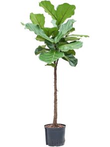 Ficus lyrata, Stam, H: 125cm, B: 50cm, potmaat: 22/19cm