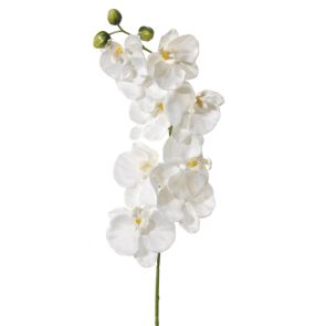 Orchidee wit, H: 100cm