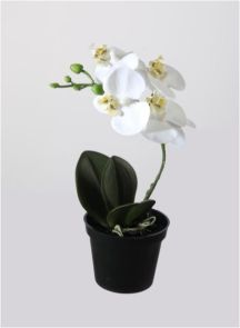 Orchidee in pot wit, H: 24cm